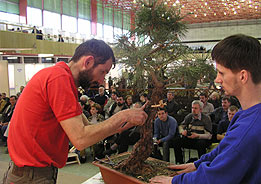 Tvarovanie RNDr. Vladimír Ondejčík - Pinus Thunbergii - Bonsai Slovakia 2003