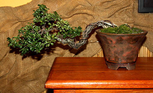 Z kolekcie Viedenských bonsajistov