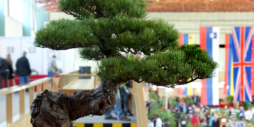 Bonsai Slovakia 2012