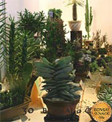 Bonsai Slovakia 2004