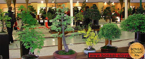 Bonsai Slovakia 2004