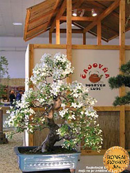 Bonsai Slovakia 2005