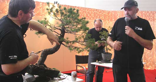 Bonsai Slovakia 2006