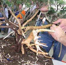 Bonsai Slovakia 2006