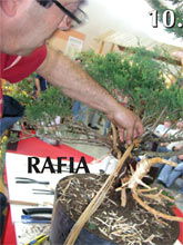 Bonsai Slovakia 2006