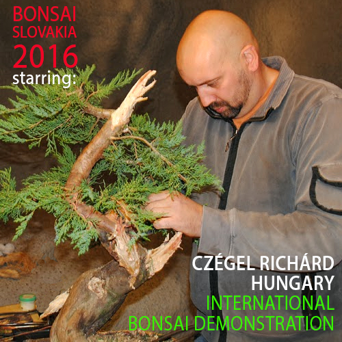 BONSAI SLOVAKIA 2016