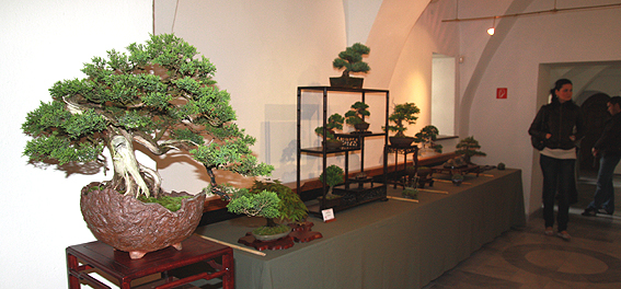8. Národná výstava bonsajov, suiseki a čaju, Svätý Jur 2010