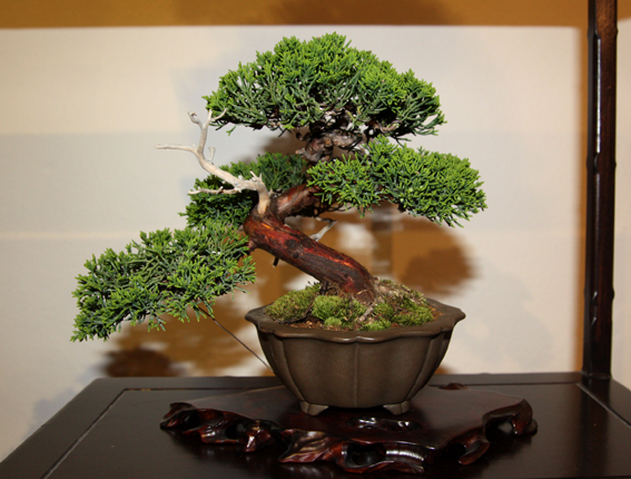 8. Národná výstava bonsajov, suiseki a čaju, Svätý Jur 2010