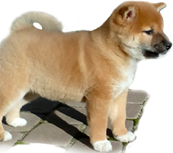 shiba inu