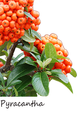 Pyracantha