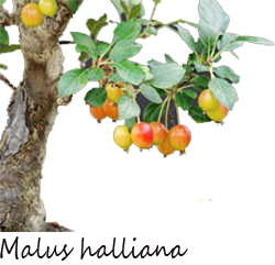 Malus halliana