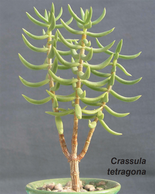 crassula