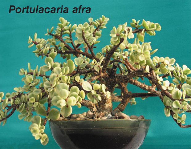 Portulacaria