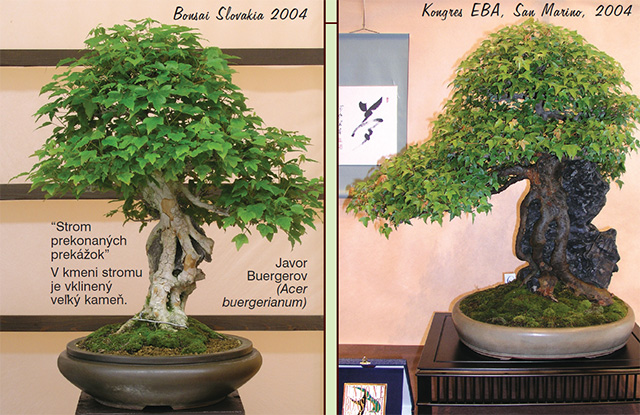 bonsai