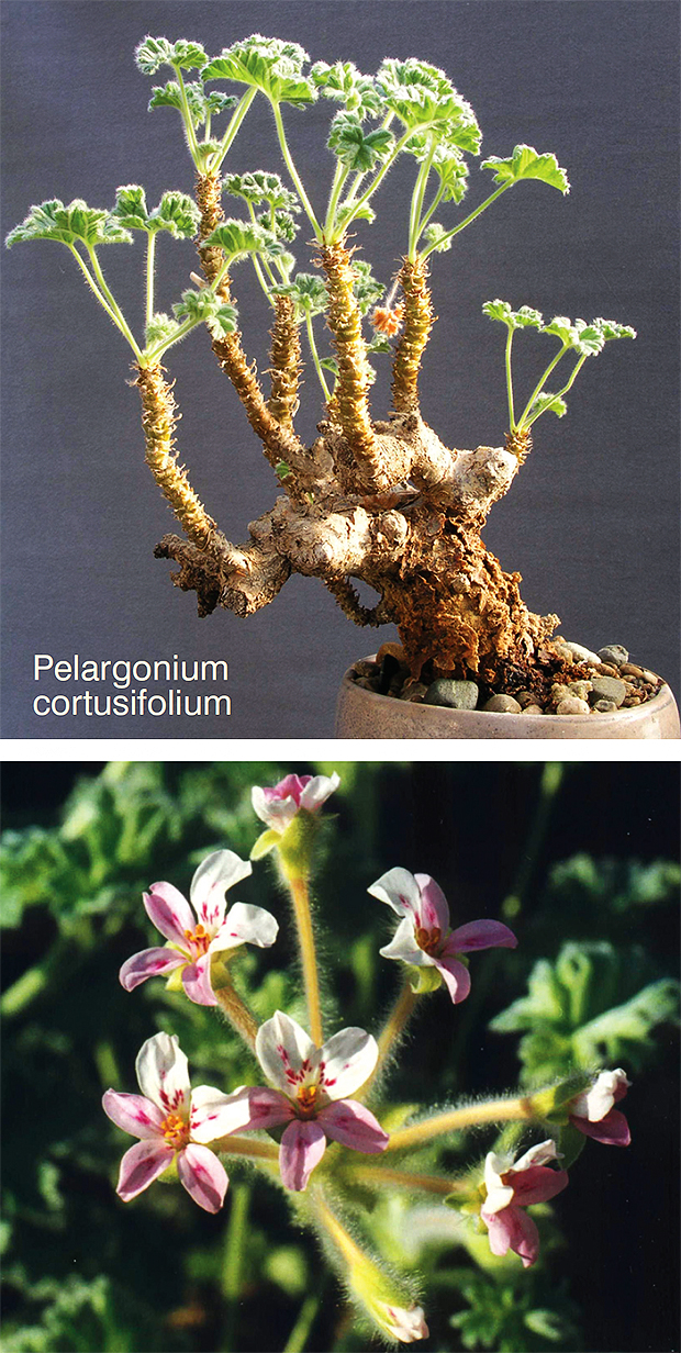 SUKULENTNÉ BONSAJE - IV. časť - Trichodiadémy, Pelargonie a Sarkokaulony