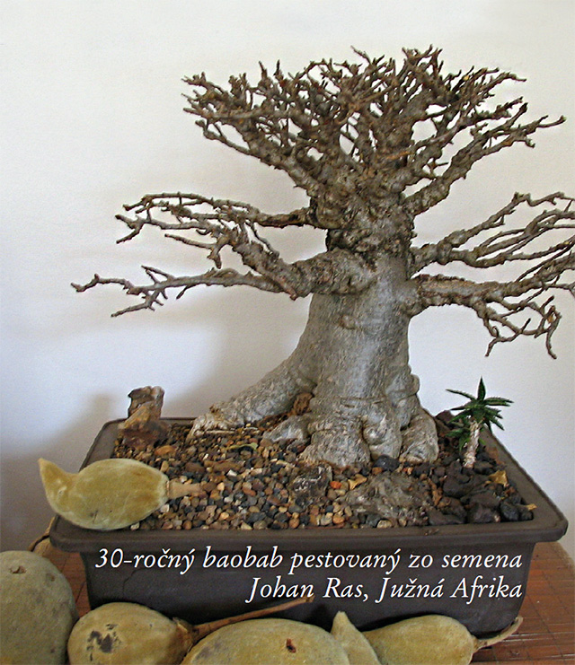 baobab