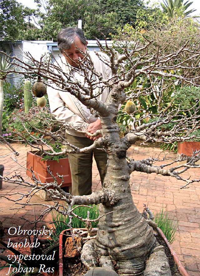 bonsai