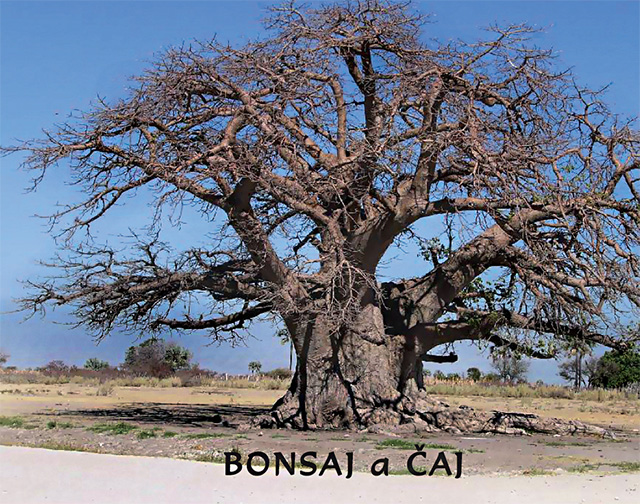 bonsai