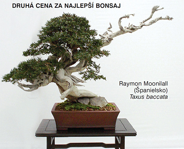 bonsai