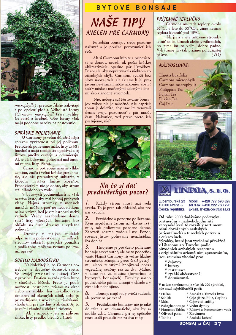 Bytové bonsaje - Carmona - Bonsai centrum Nitra