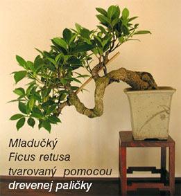 ficus