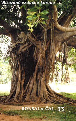 Bytové bonsaje - Indoor Bonsai Ficus retusa - Bonsai centrum Nitra