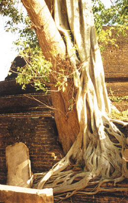 Bytové bonsaje - Indoor Bonsai Ficus retusa - Bonsai centrum Nitra