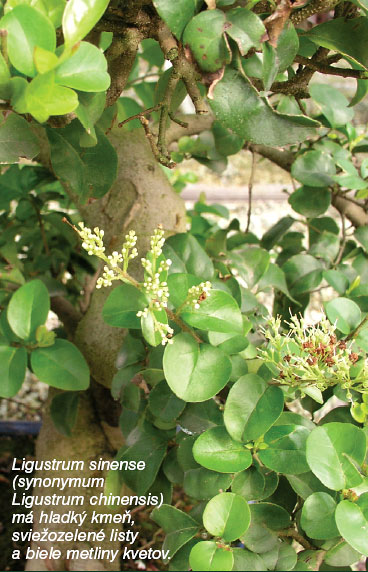 Bytové bonsaje - Indoor Bonsai - Ligustrum chinensis - Bonsai centrum Nitra