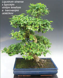 Bytové bonsaje - Indoor Bonsai - Ligustrum chinensis - Bonsai centrum Nitra