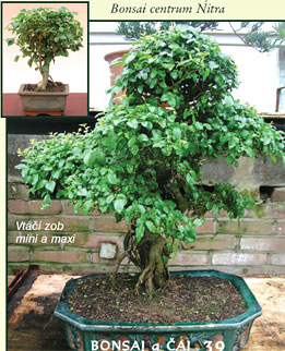 Bytové bonsaje - Indoor Bonsai - Ligustrum chinensis - Bonsai centrum Nitra