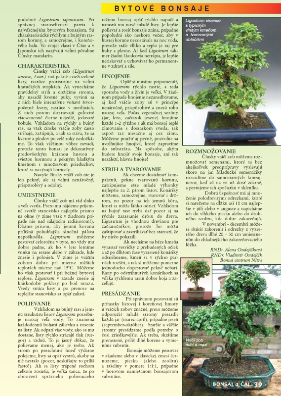 Bytové bonsaje - Indoor Bonsai - Ligustrum chinensis - Bonsai centrum Nitra