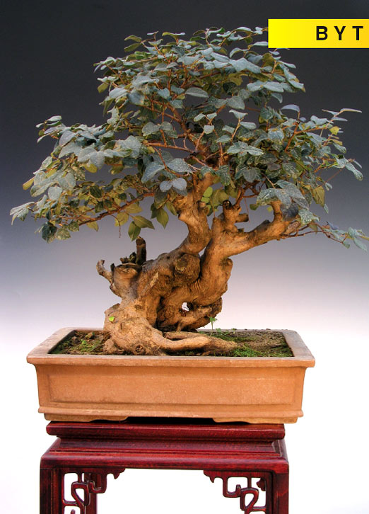 Bytové bonsaje - Indoor Bonsai - Loropetalum chinense- Bonsai centrum Nitra