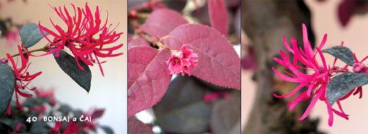 Bytové bonsaje - Indoor Bonsai - Loropetalum chinense- Bonsai centrum Nitra