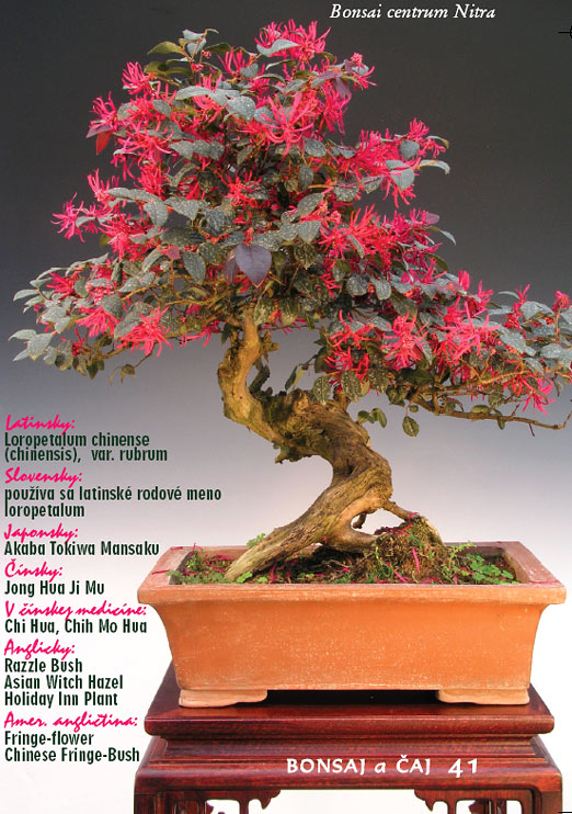 Bytové bonsaje - Indoor Bonsai - Loropetalum chinense- Bonsai centrum Nitra