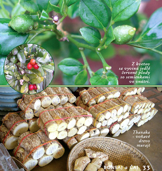 Bytové bonsaje - Indoor Bonsai - Murraya paniculata - Muraja metlinatá - Bonsai centrum Nitra
