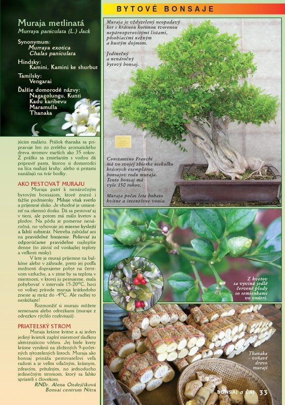 Bytové bonsaje - Indoor Bonsai - Murraya paniculata - Muraja metlinatá - Bonsai centrum Nitra