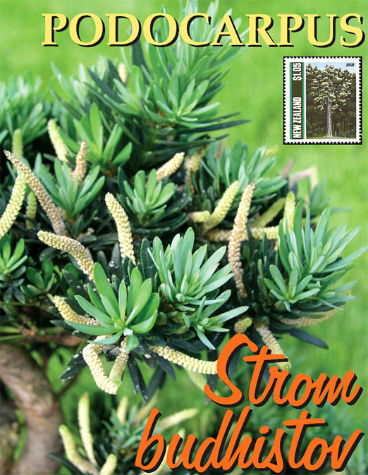 Bytové bonsaje - Indoor Bonsai - Podocarpus microphylla - Strom budhistov - Bonsai centrum Nitra