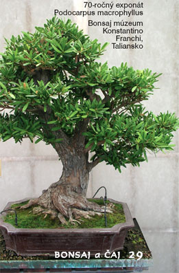 Bytové bonsaje - Indoor Bonsai - Podocarpus microphylla - Strom budhistov - Bonsai centrum Nitra