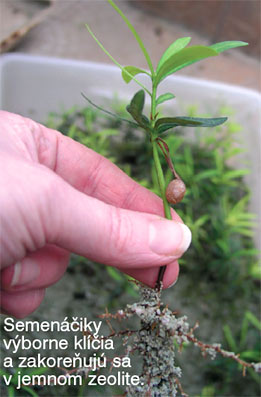 Bytové bonsaje - Indoor Bonsai - Podocarpus microphylla - Strom budhistov - Bonsai centrum Nitra