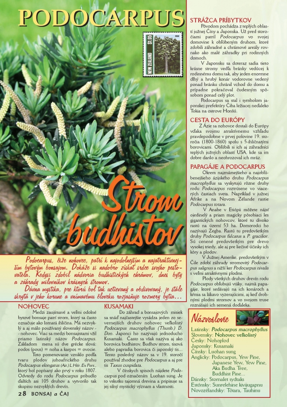 Bytové bonsaje - Indoor Bonsai - Podocarpus microphylla - Strom budhistov - Bonsai centrum Nitra