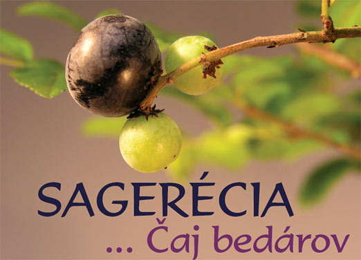 Bytové bonsaje - Indoor Bonsai - Sageretia teezans - Sagerécia čajová - Bonsai centrum Nitra