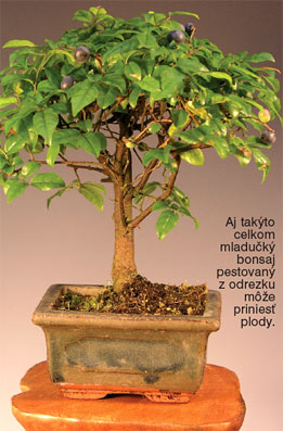 Bytové bonsaje - Indoor Bonsai - Sageretia teezans - Sagerécia čajová - Bonsai centrum Nitra