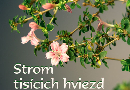 Bytové bonsaje - Indoor Bonsai - Serissa foetida - Strom tisícich hviezd - Bonsai centrum Nitra