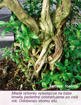 Bytové bonsaje - Indoor Bonsai - Serissa foetida - Strom tisícich hviezd - Bonsai centrum Nitra