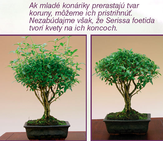 Bytové bonsaje - Indoor Bonsai - Serissa foetida - Strom tisícich hviezd - Bonsai centrum Nitra