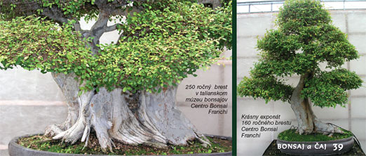 Bytové bonsaje - Indoor Bonsai - Ulmus parviflora - Brest čínsky - Bonsai centrum Nitra