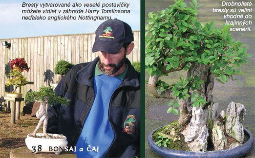 Bytové bonsaje - Indoor Bonsai - Ulmus parviflora - Brest čínsky - Bonsai centrum Nitra