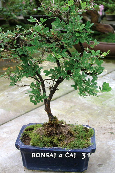 Bytové bonsaje - Indoor Bonsai - Zanthoxylum - Sečuánske korenie - Karagana - Bonsai centrum Nitra