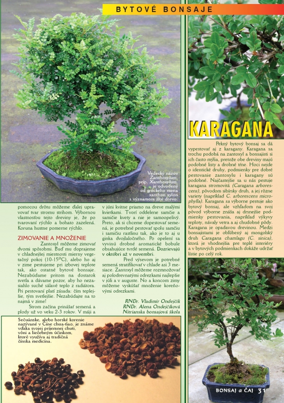 Bytové bonsaje - Indoor Bonsai - Zanthoxylum - Sečuánske korenie - Karagana - Bonsai centrum Nitra