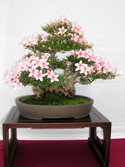Každoročne v koncom mája rozkvitajú azalky a tak sa v Japonsku i v niektorých európskych krajinách, najmä v Belgicku, Holandsku a Nemecku, konajú špeciálne výstavy zamerané na krásu a rozmanitosť ich kvetov. Satsuki Festival v Belcicku organizuje Marc Bauwens vo svojom bonsajovom centre. Článok o azlkách Rhododendron indicum, nazývaných v Japonsku satsuki sme vám priniesli v 9. čísle magazínu Bonsaj a čaj www.bonsajacaj.sk spolu s radami na ich úspešné pestovanie a krásnymi fotkami.